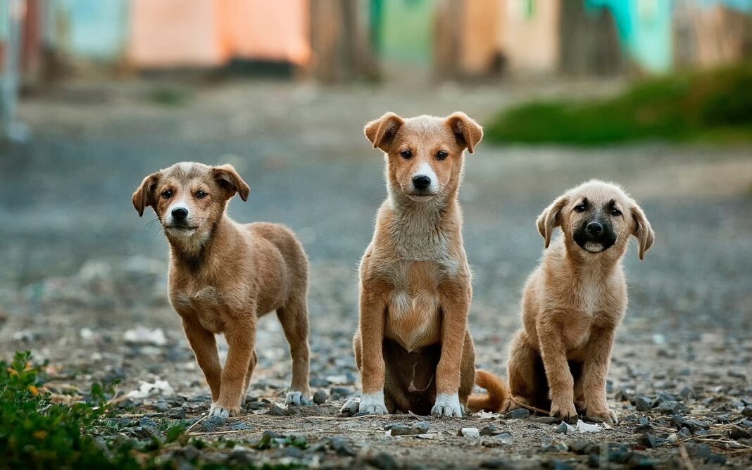 3 conseils pour calmer son chien lorsqu’il est stressé