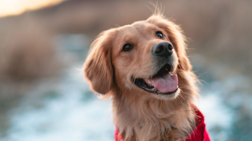 Les chiens de thérapie peuvent aider à réduire le stress et l'anxiété