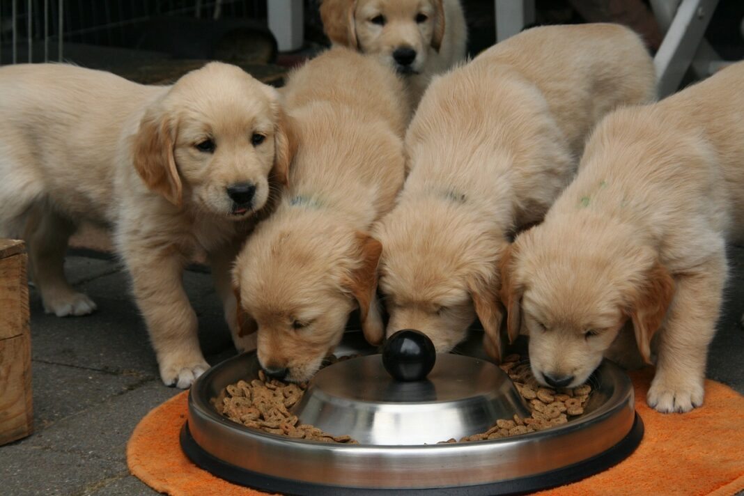 Les meilleures croquettes pour chiots