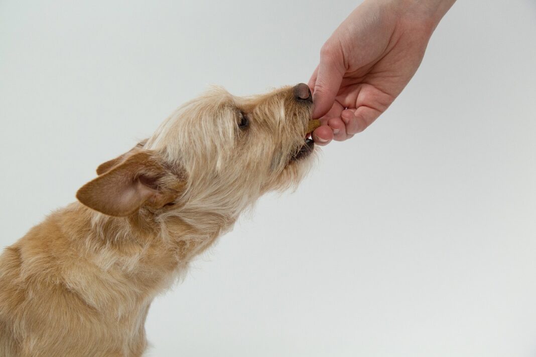 Quels sont les aliments toxiques pour les chiens