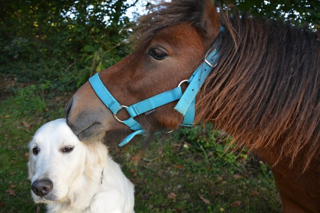 Quels types d'animaux sont utilisés en zoothérapie