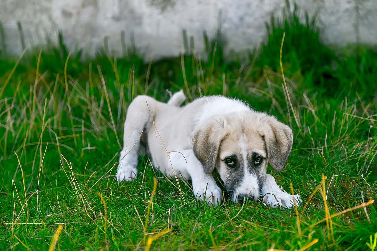 calmer son chien