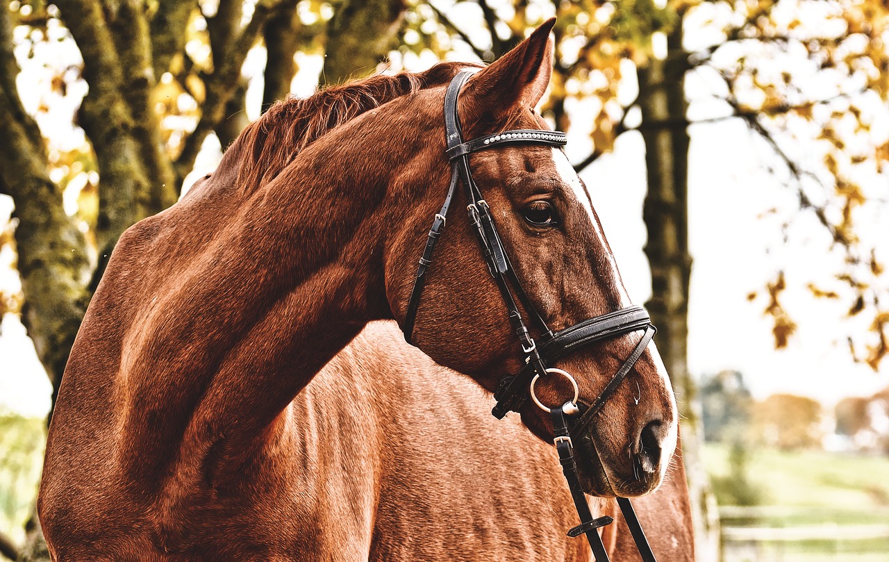 cheval zootherapie