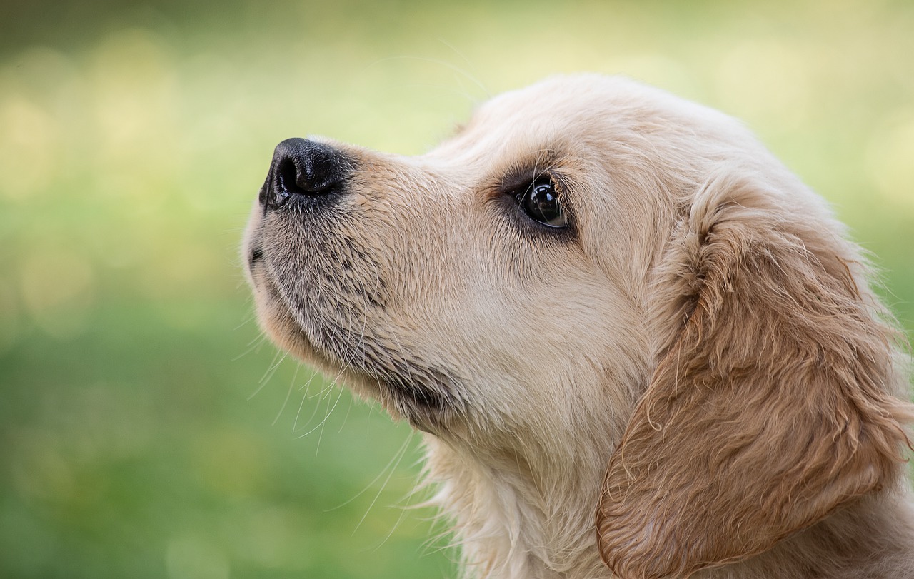 chien zootherapie