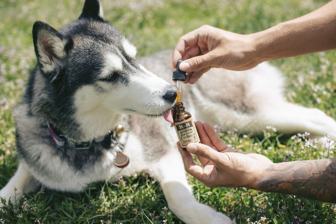 Les bénéfices de l'huile de CBD pour vos animaux