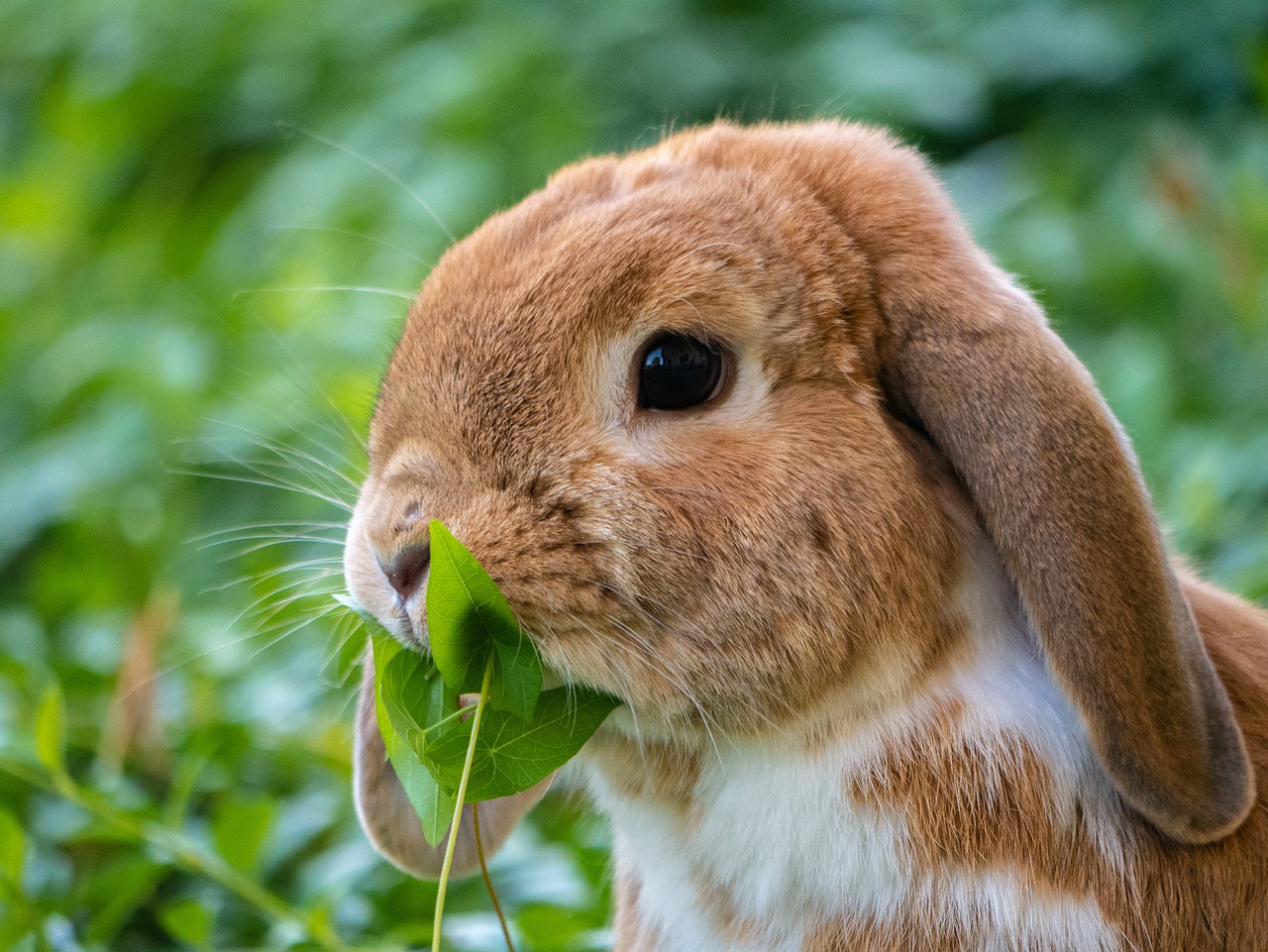 lapin zootherapie