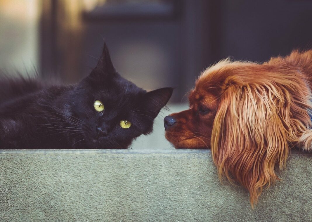 Comment faire cohabiter chiens et chats