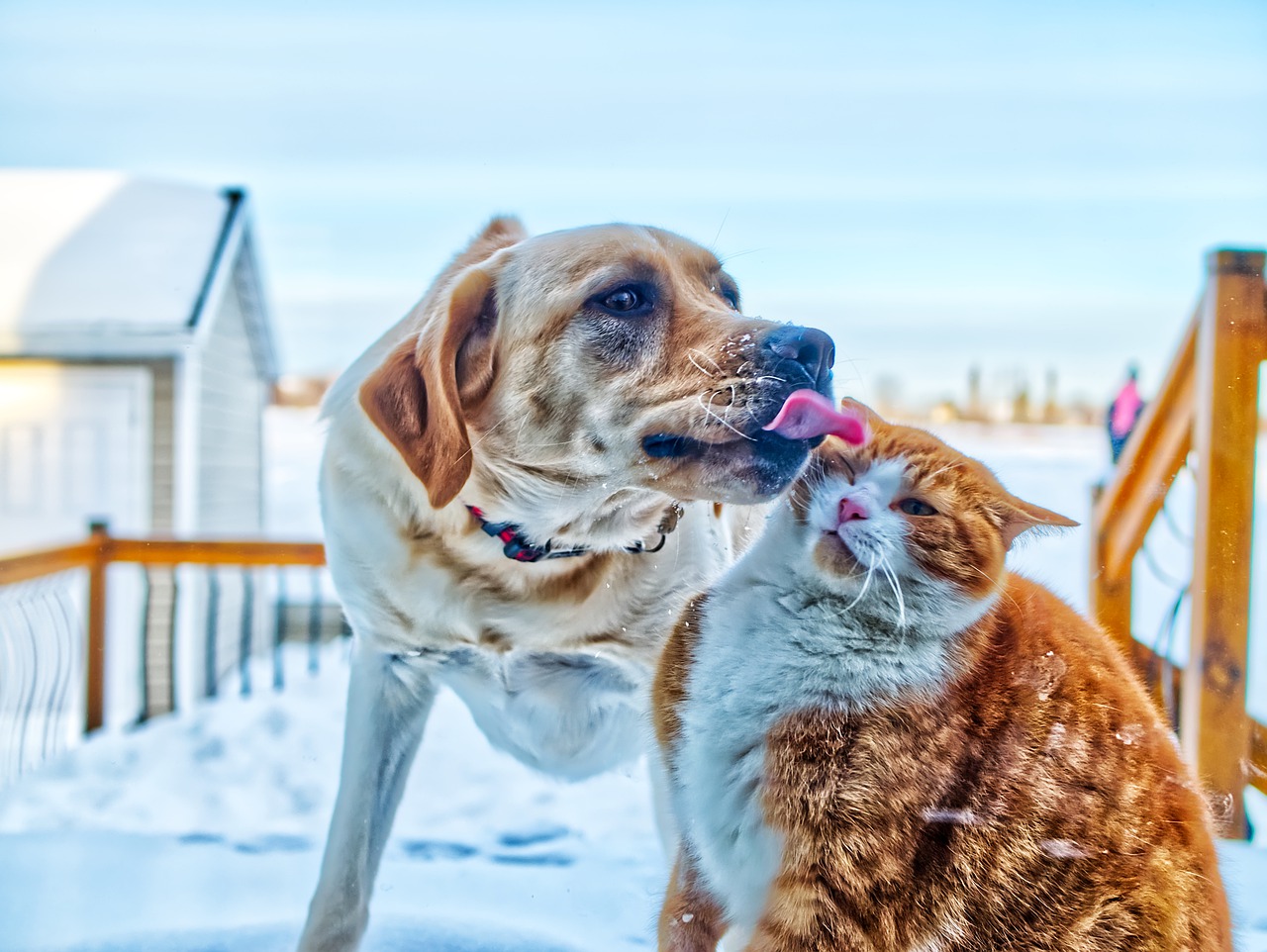 chiens et chats