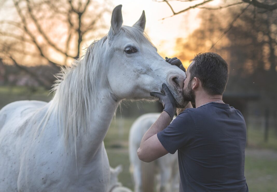 travailler avec les animaux