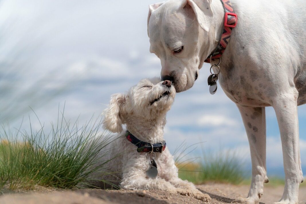 Comment les chiens communiquent-ils entre eux