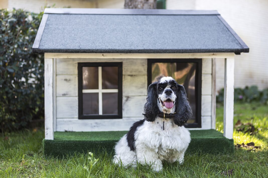 Comment les animaux retrouvent-ils le chemin de la maison