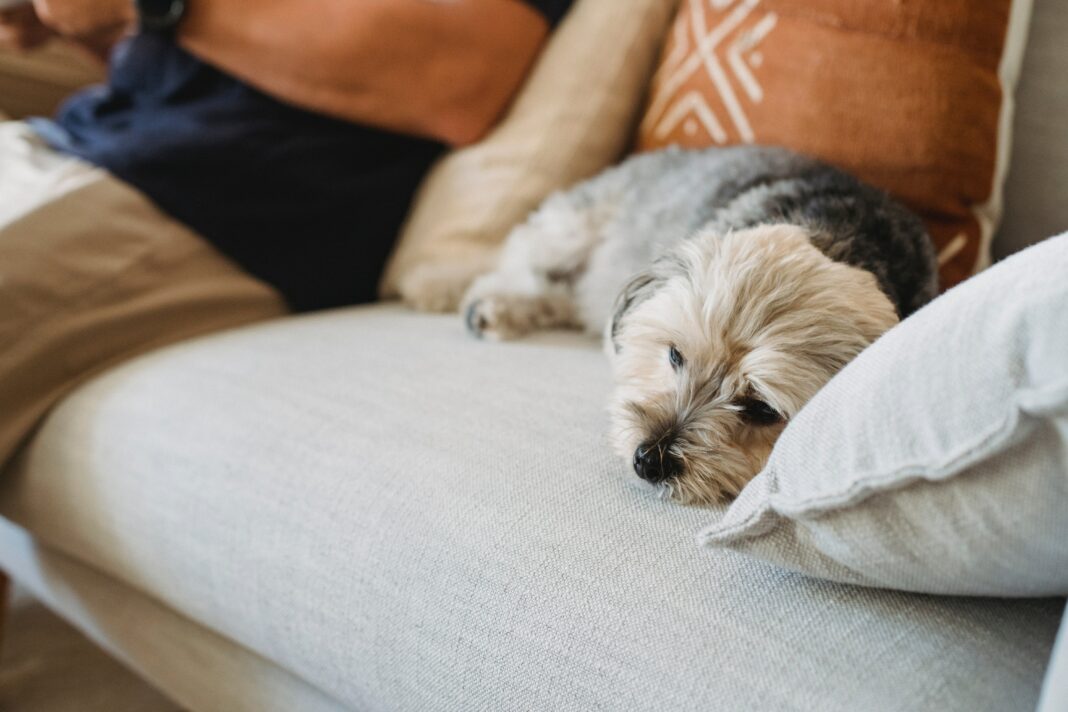 Comment reconnaître un animal déprimé