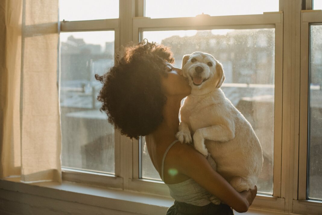 Réglementation Devoirs et conseils pour mon animal de compagnie