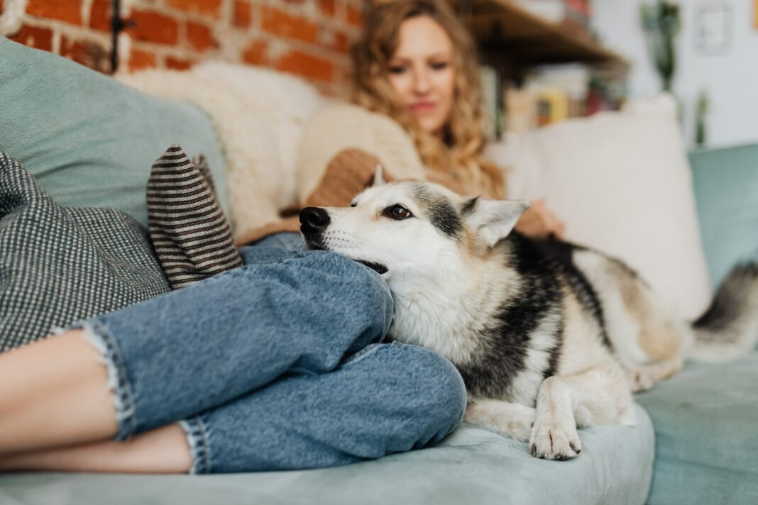 Adopter un animal et lutter contre la dépression