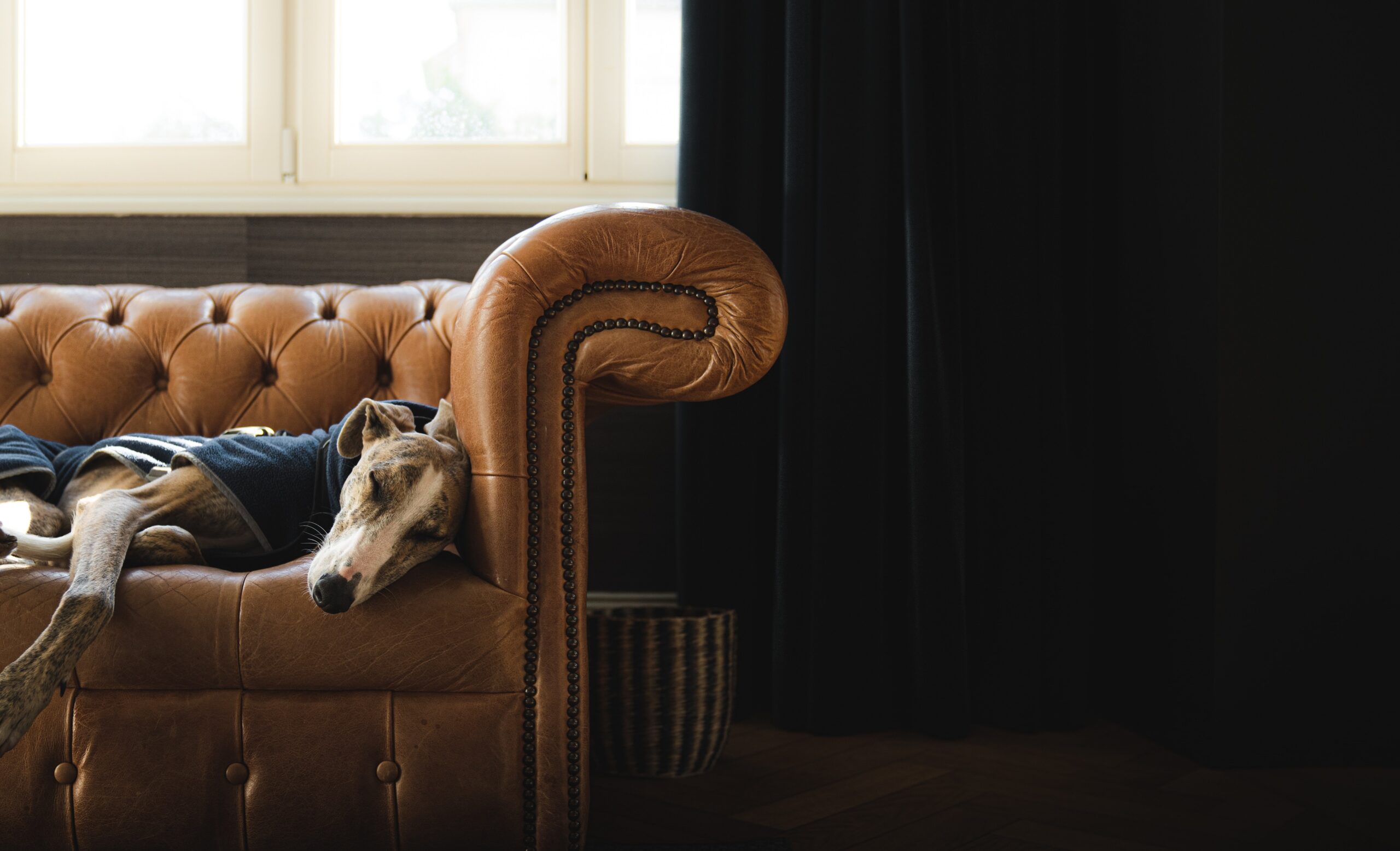 solitude du chien