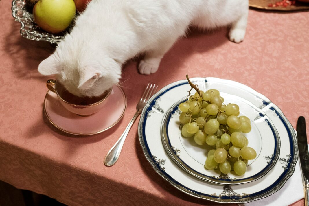 Les chats préfèrent les repas gratuits