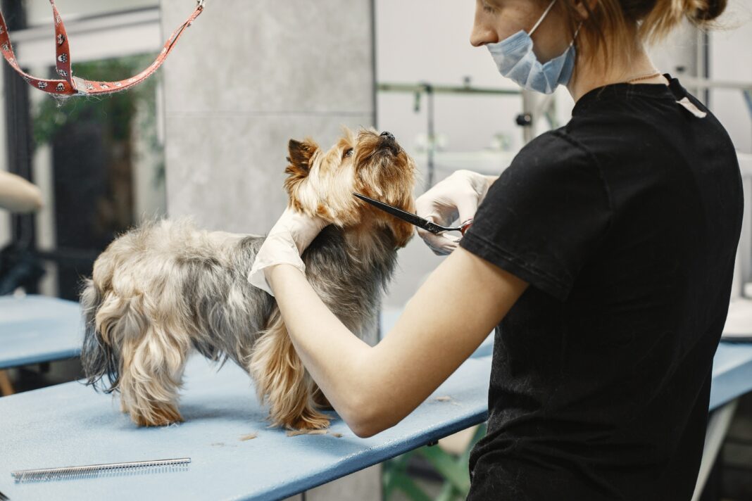 Comment devenir un toiletteur canin !