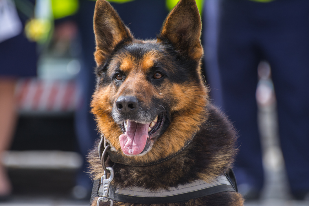 Des chiens détecteurs de Covid, est-ce possible ?