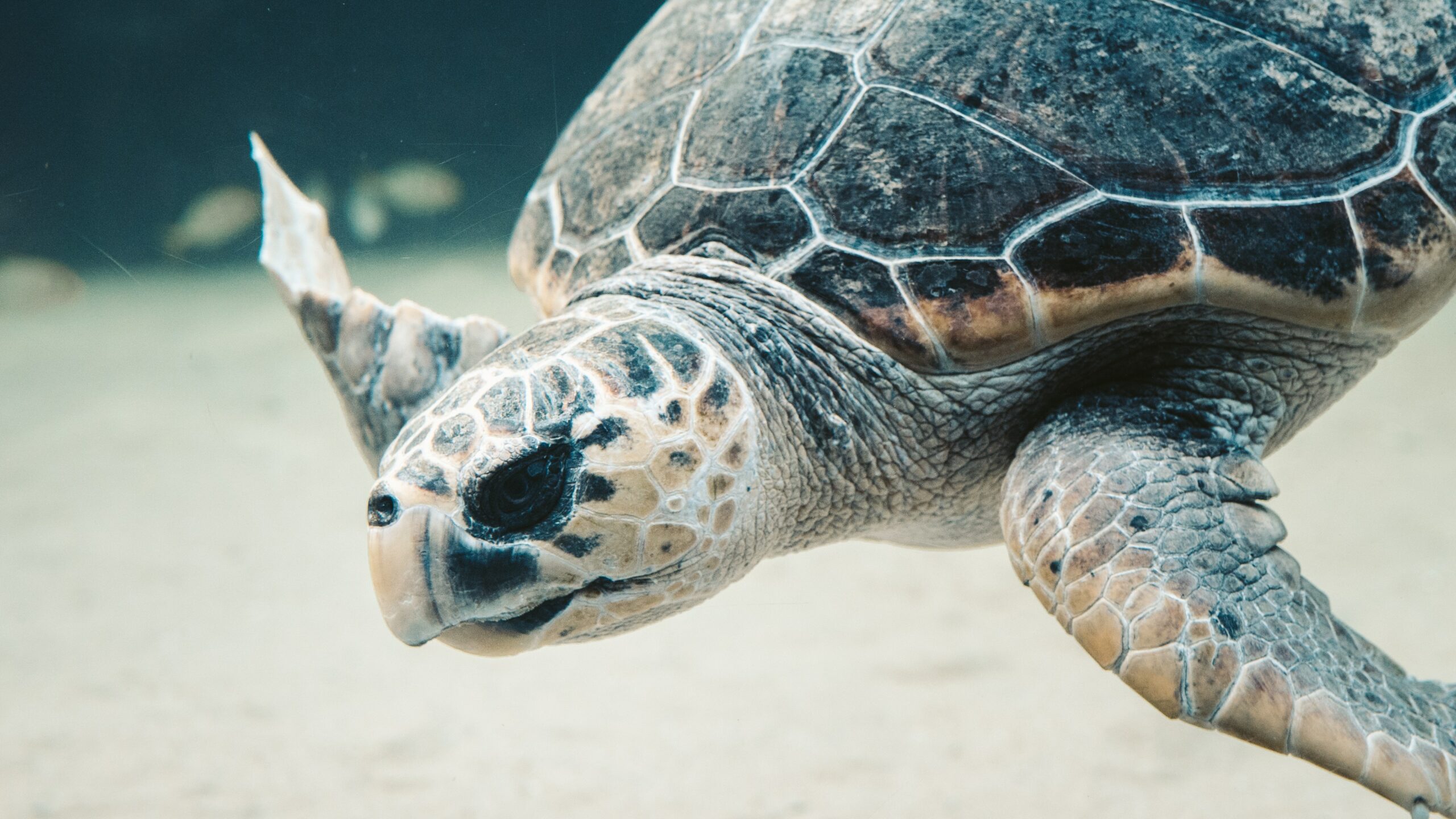 animaux à l'état sauvage tortue