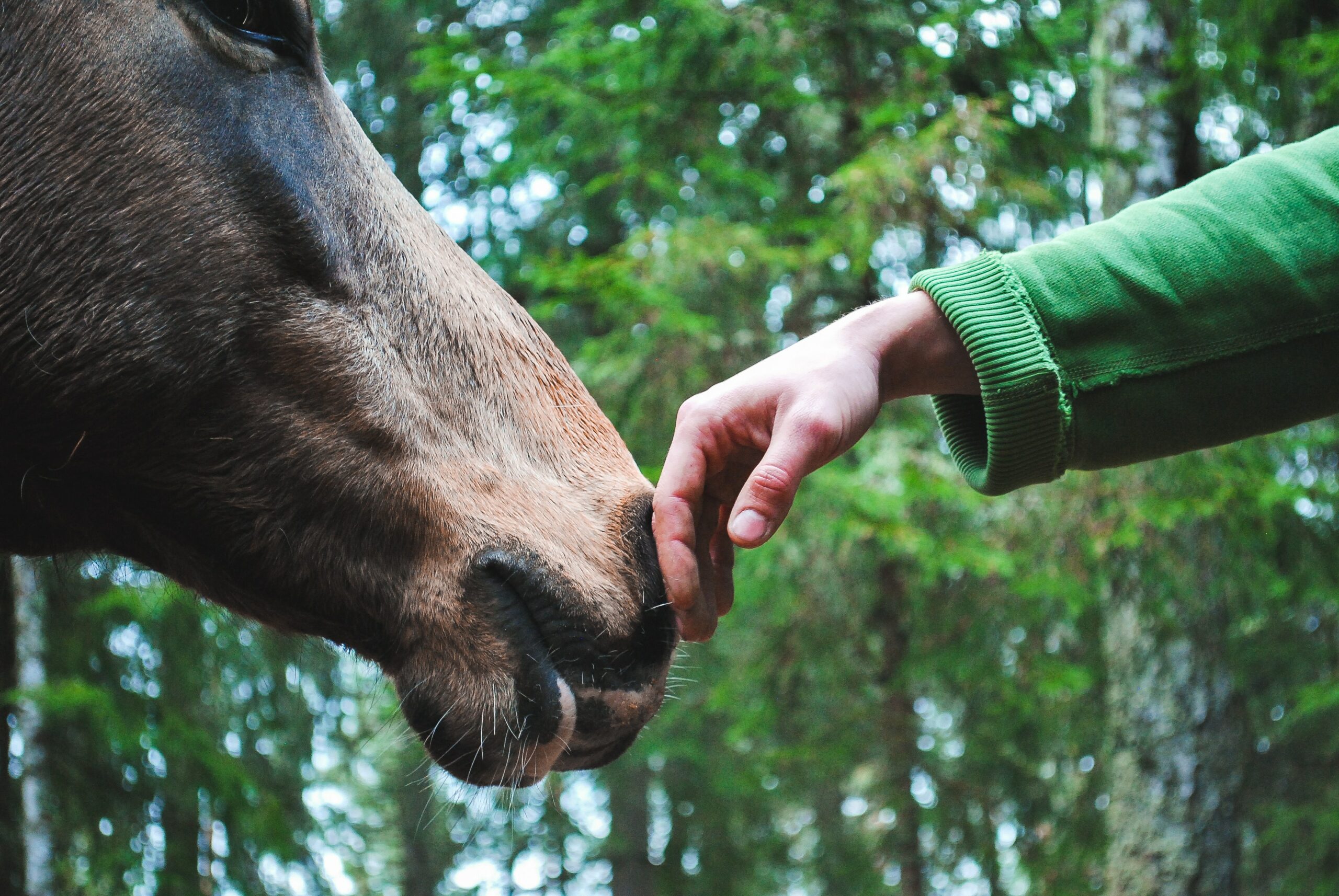 cheval zoothérapie