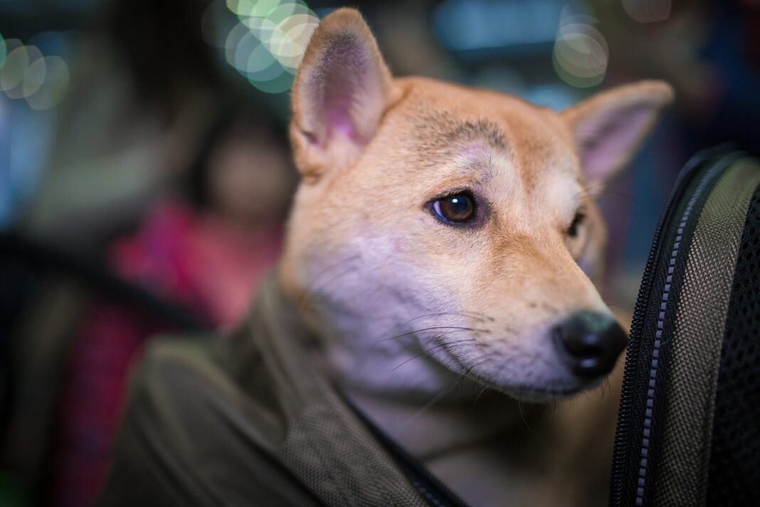 Comment les animaux fuient l'Ukraine et comment vous pouvez aider