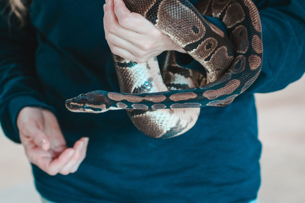 Je vais m'acheter un serpent comment lui choisir son terrarium