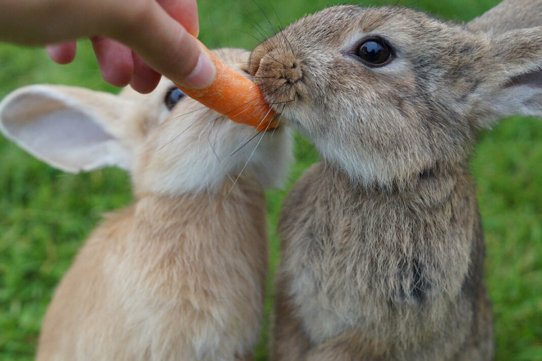 Un lapin ça mange quoi à part des carottes