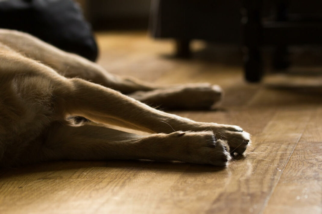 Deuil d'un animal de compagnie, une réelle souffrance mais surmontable !