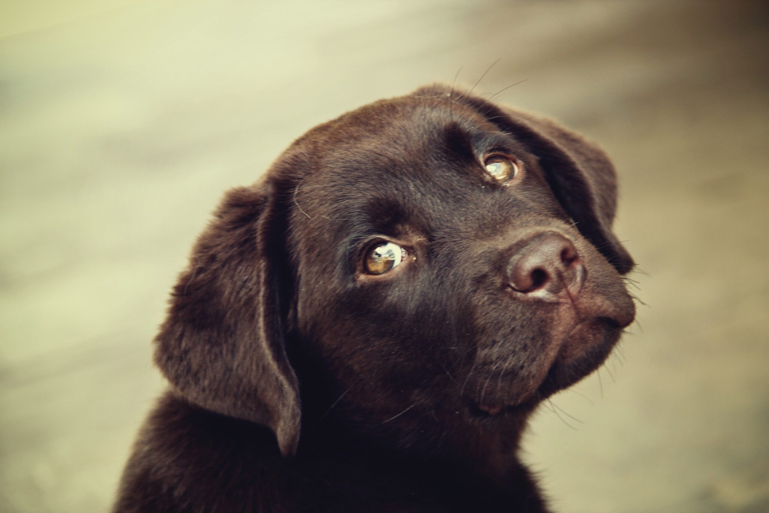 Comment aider un chien battu à prendre confiance en lui ?