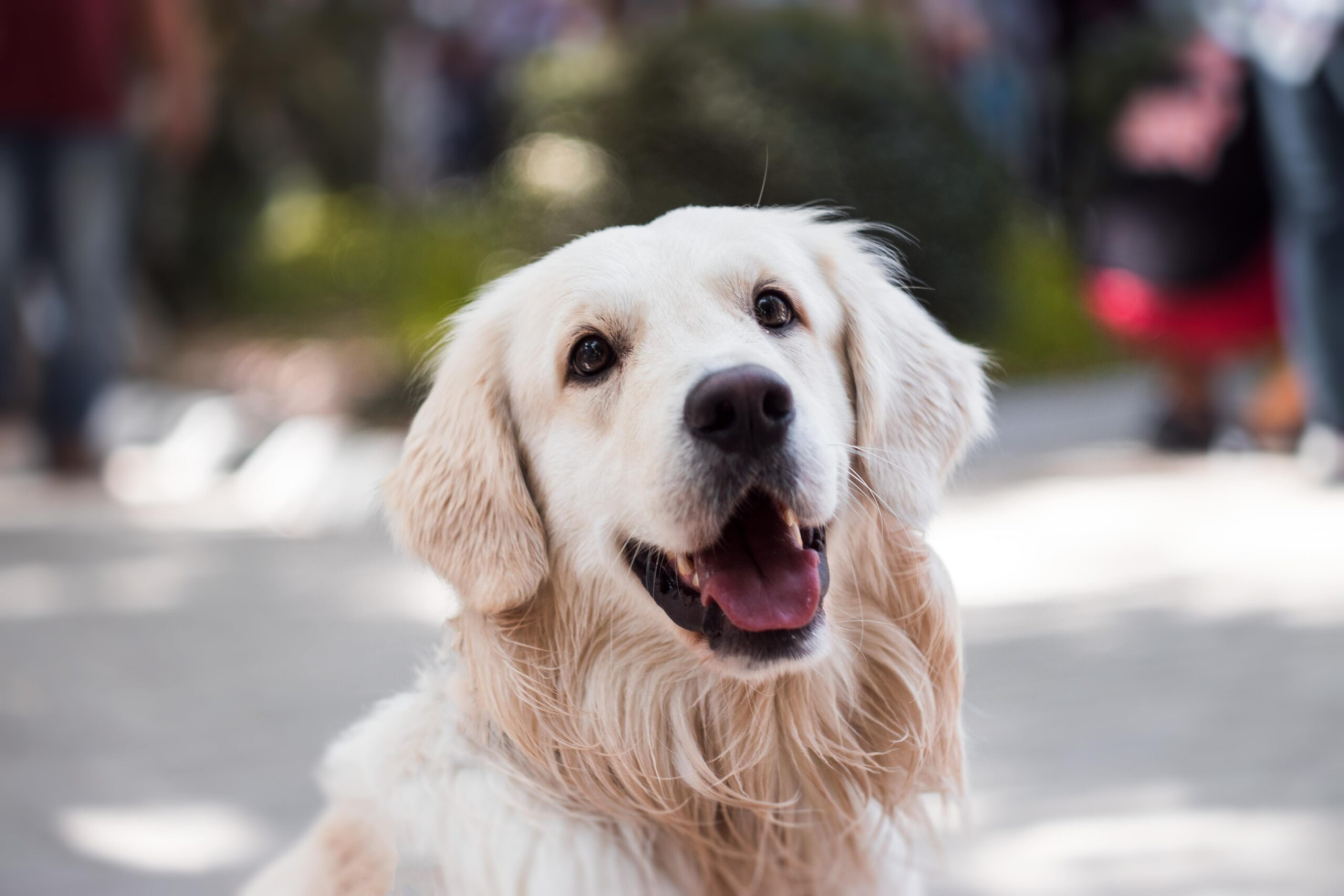 chien animaux compagnie vegan