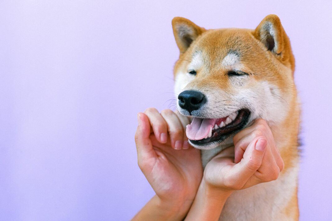 Ces chiens japonais qui ont la côte