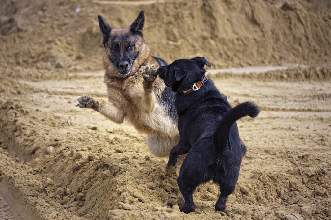 Combats de chiens sur les réseaux sociaux, comment y mettre fin