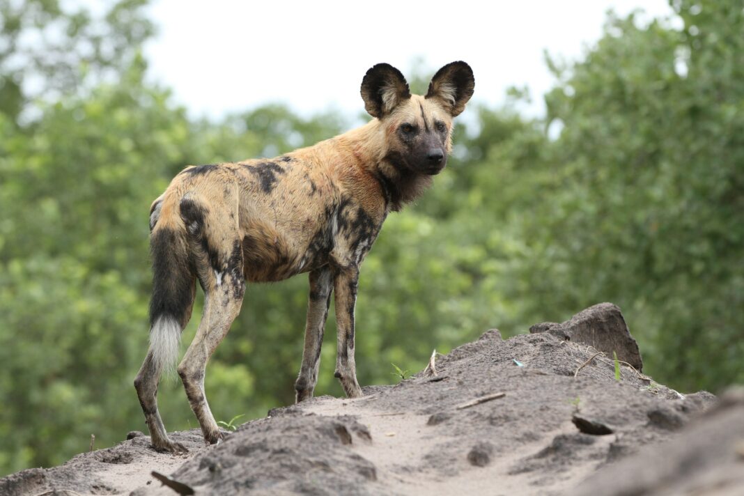 J’aime les chiens et la savane, pourrais-je domestiquer un lycaon