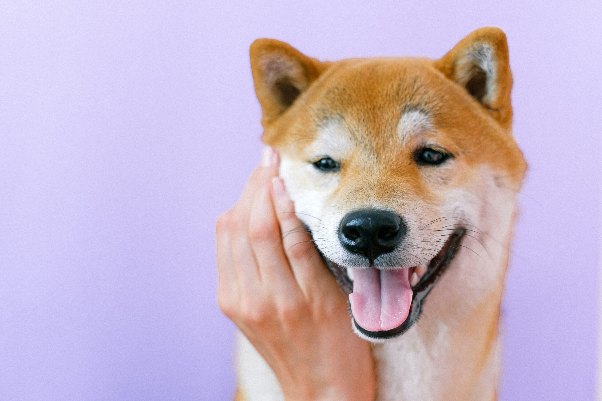 shiba inu chiens japonais