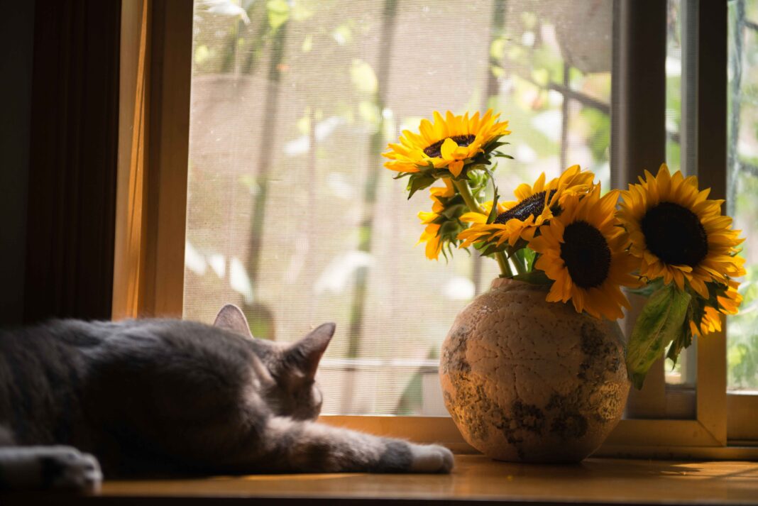 À la maison, adoptez la domotique pour vos animaux domestiques