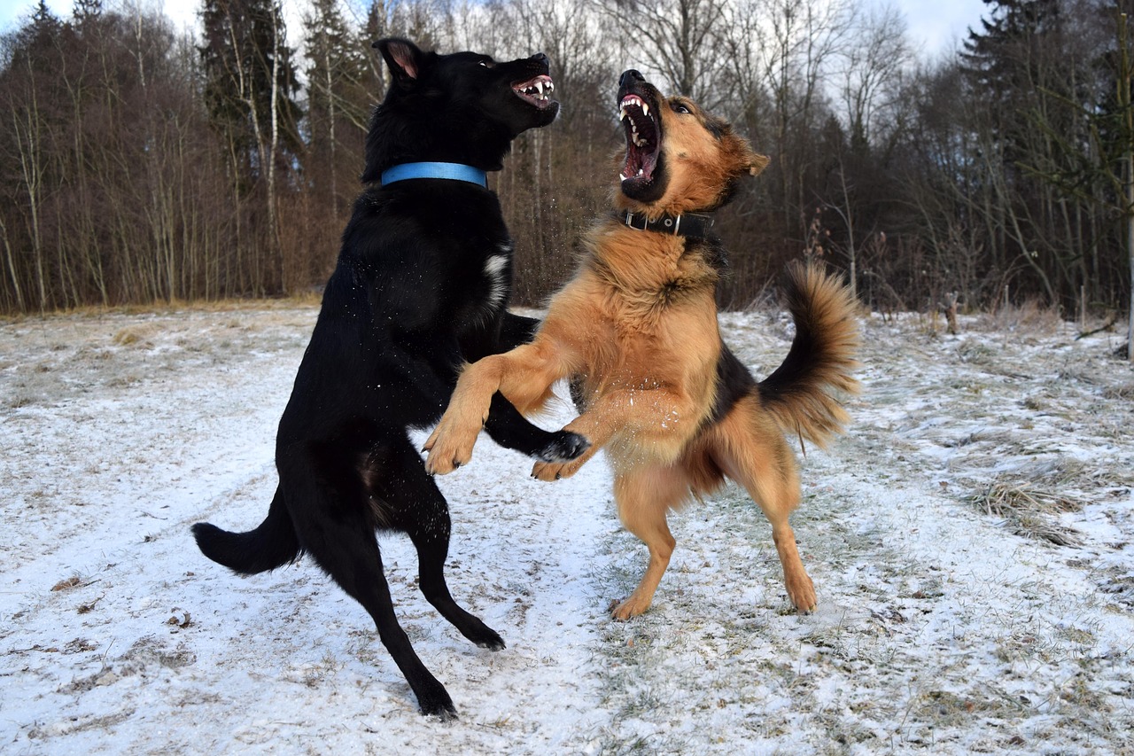 combat de chiens