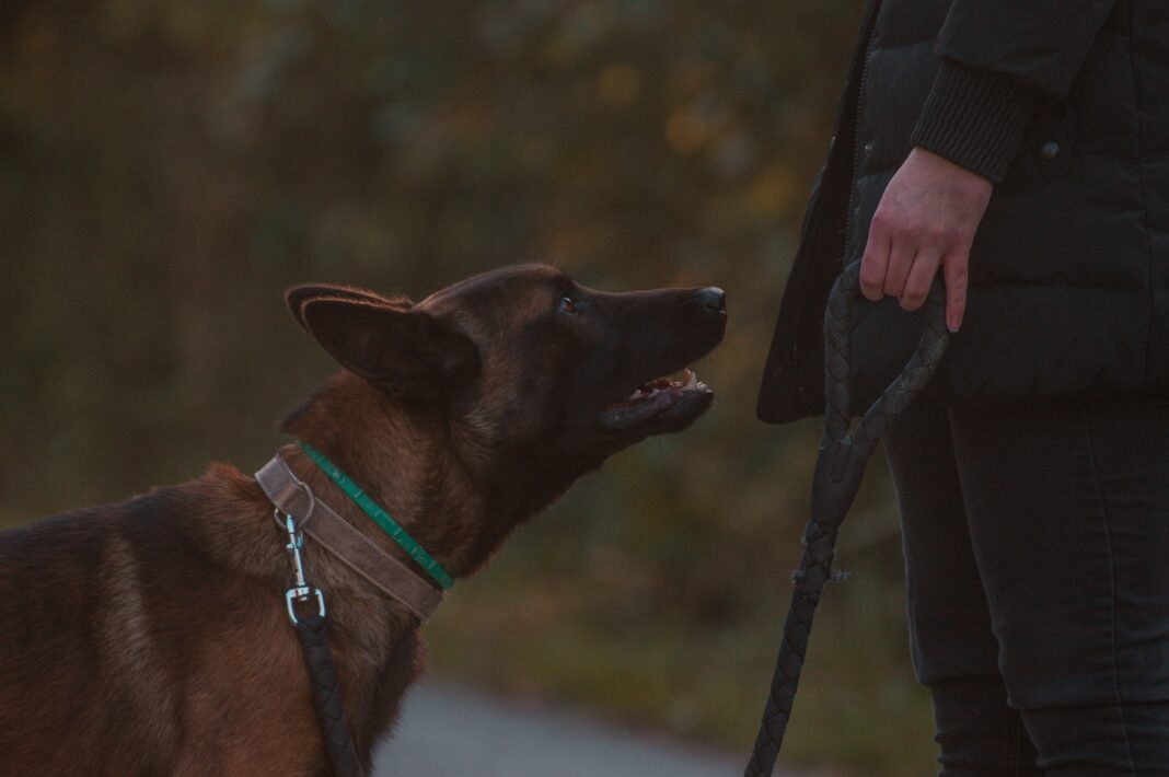 Les malinois détectent-ils le cancer du sein