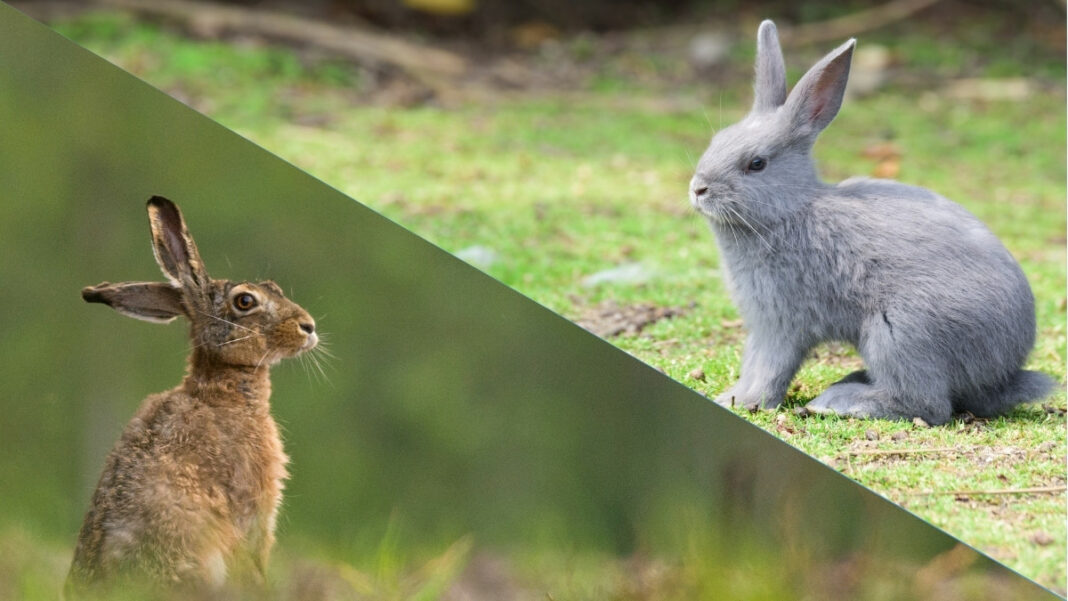 animalerie.blog-lapin-vs-lievre