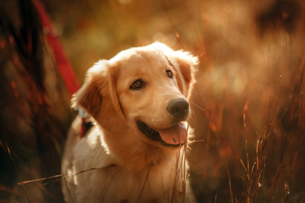 Portrait du Golden Retriever