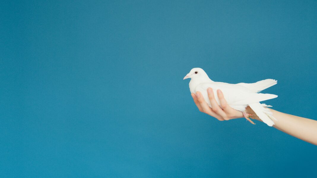 Pourquoi la colombe symbolise la paix
