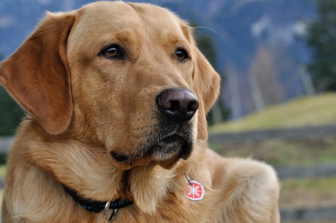 portrait du labrador