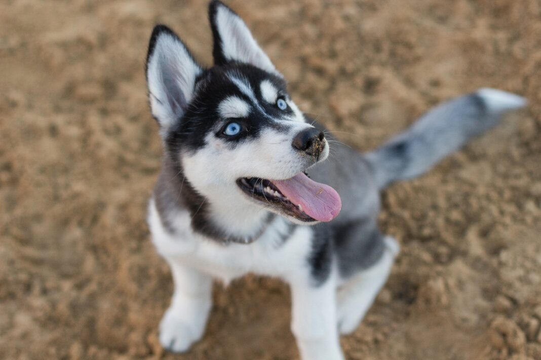 Portrait du Husky