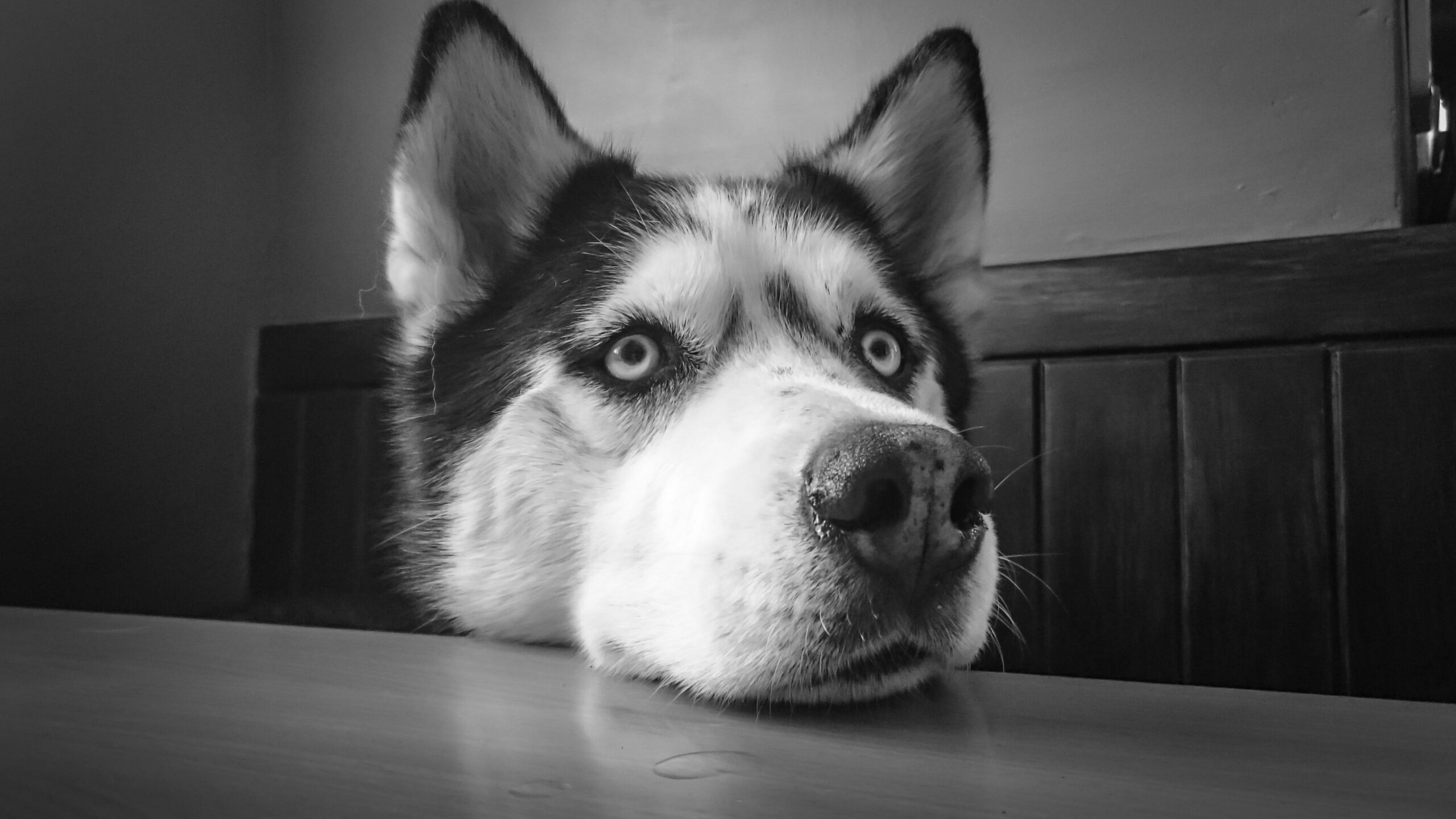 husky