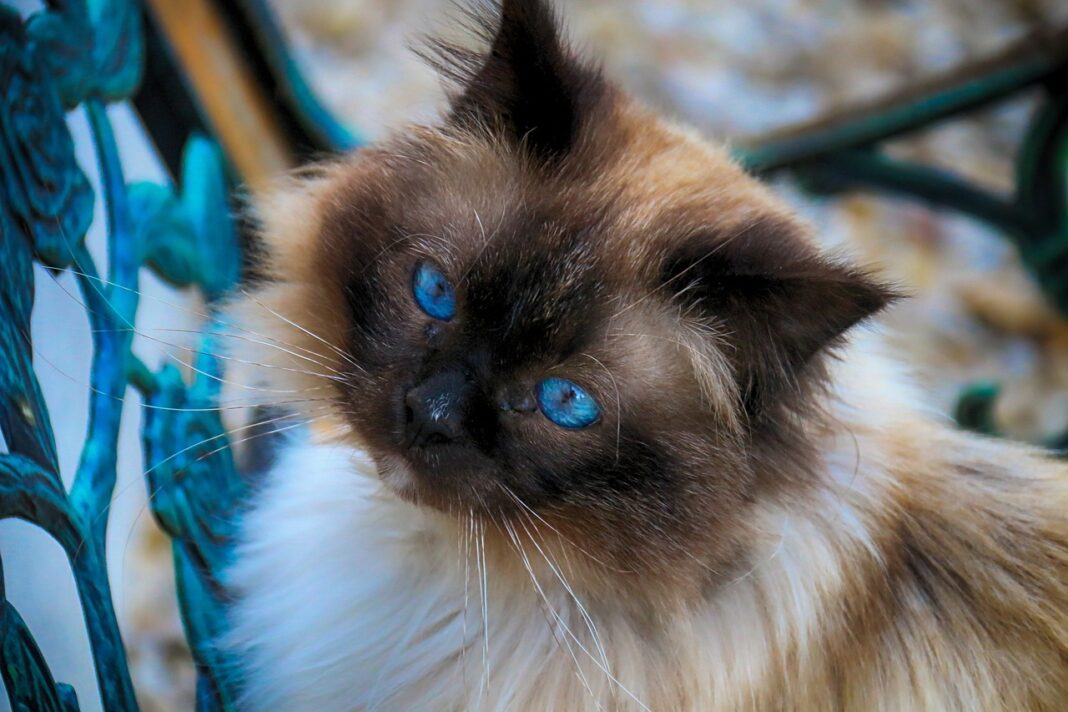 Portrait du sacré de Birmanie