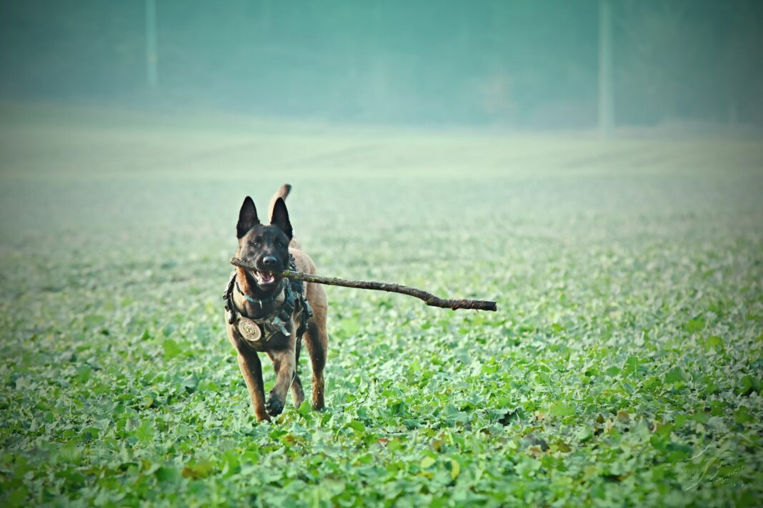 Portrait du Malinois