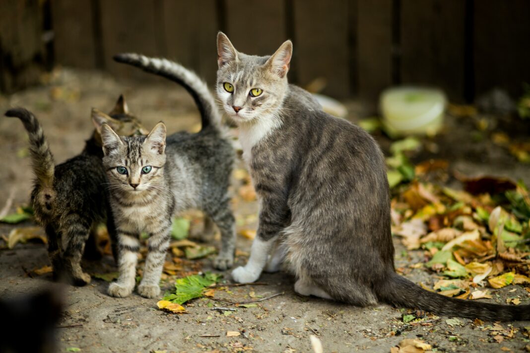 Le syndrome de Noé l'accumulation compulsive d'animaux