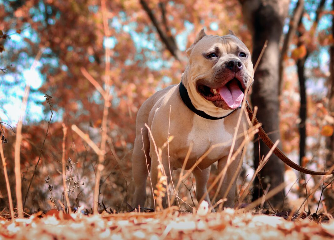 Zoom sur le chien catégorisé droits et devoirs