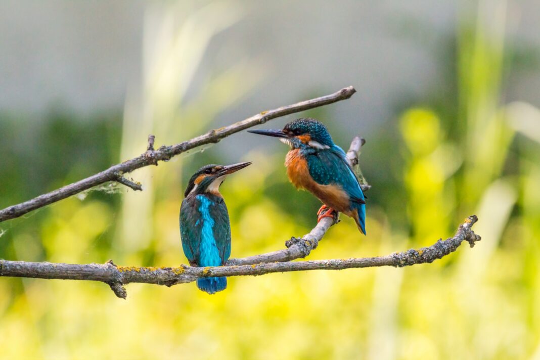 Comment reconnaitre les oiseaux sauvages