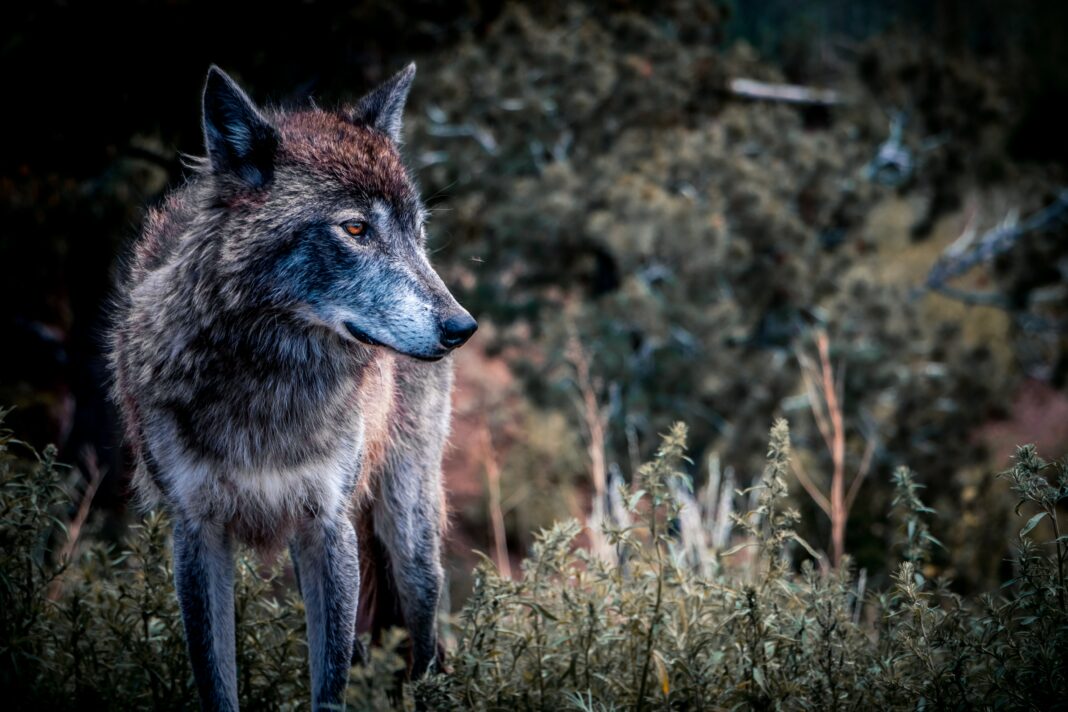 Est-il légal de posséder et élever un chien-loup