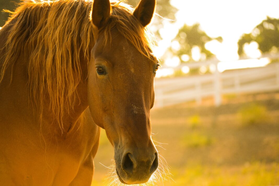 acheter un cheval 